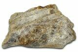 Fossil Ornithischian Dinosaur Bone Section - Montana #355110-1